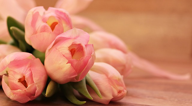 tulipány.jpg